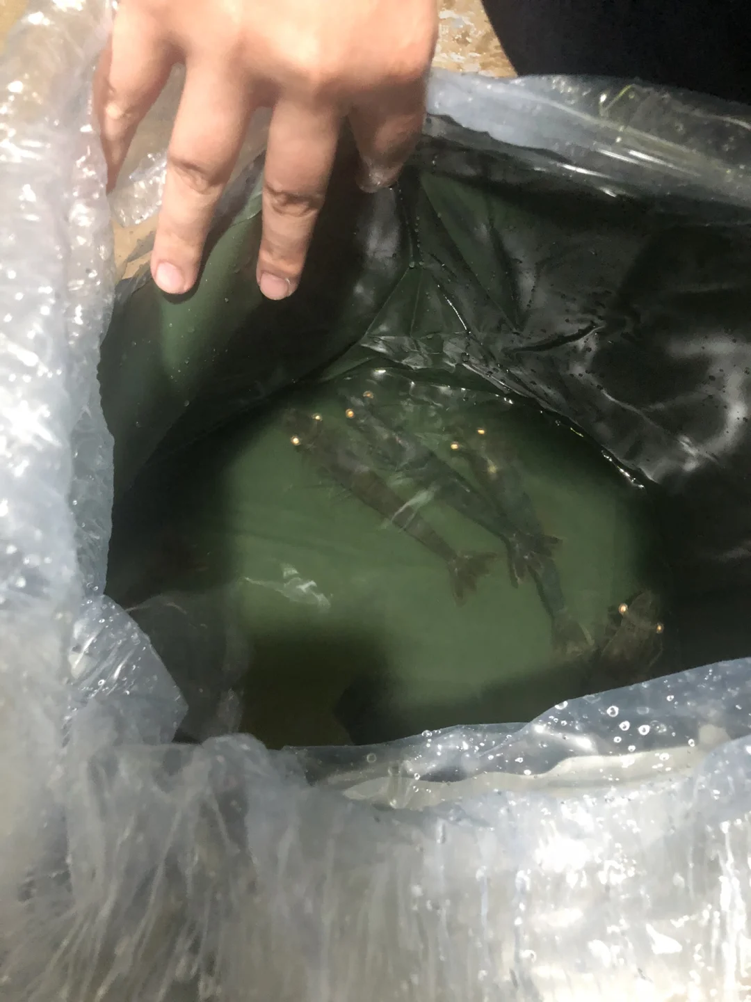 爸妈发家史之养殖业（1）