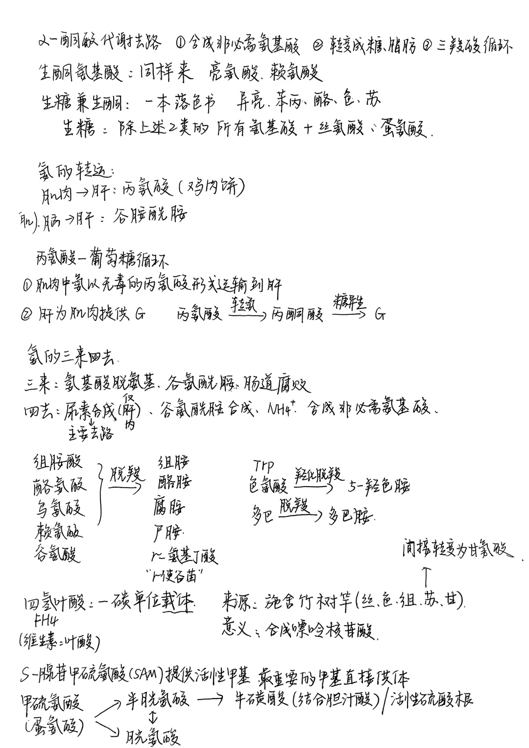 生物化学|笔记合集