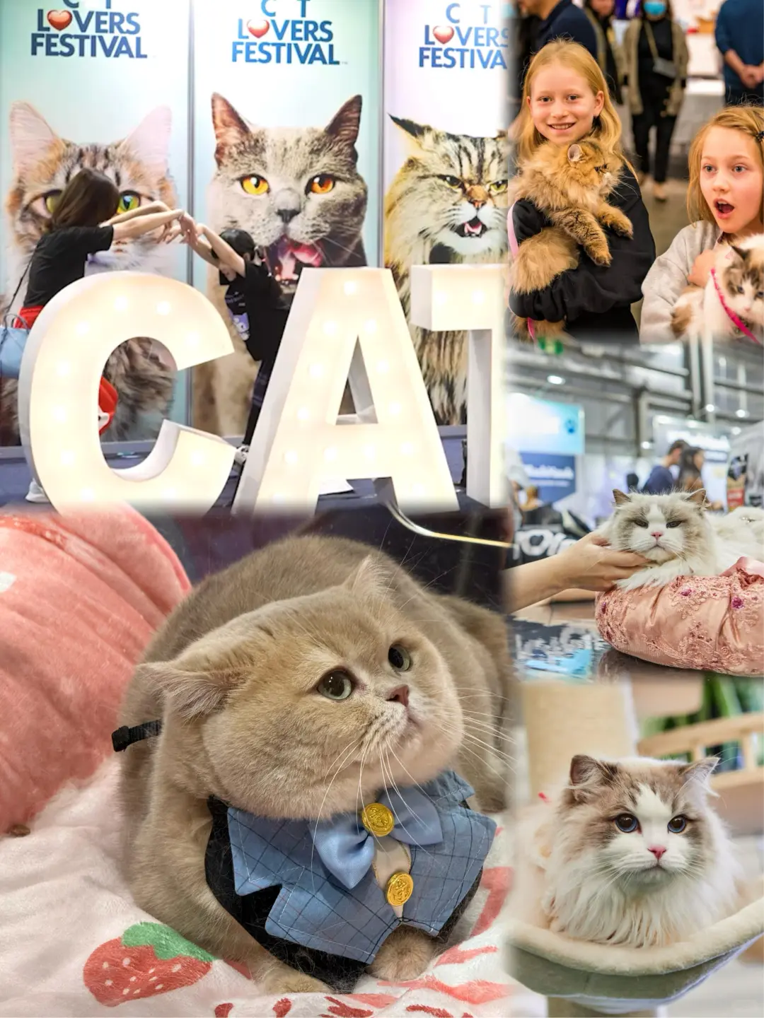 十月墨尔本猫狗展薅羊毛、撸毛孩子攻略