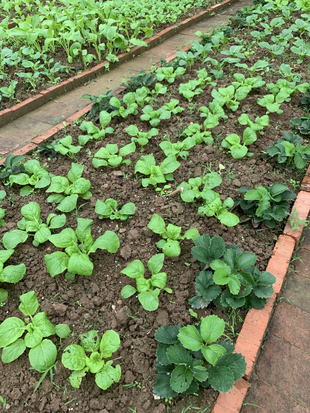 秋雨中的小菜园