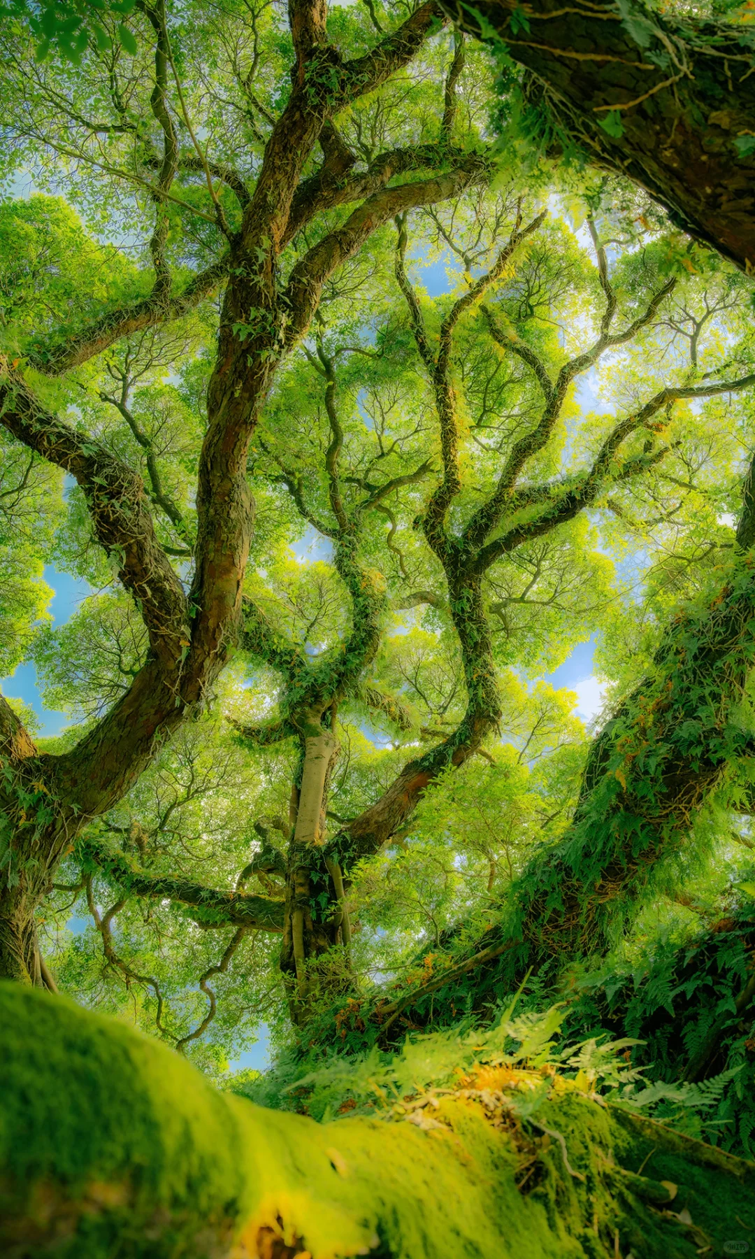 ? ?????? ???? | 独木的森林