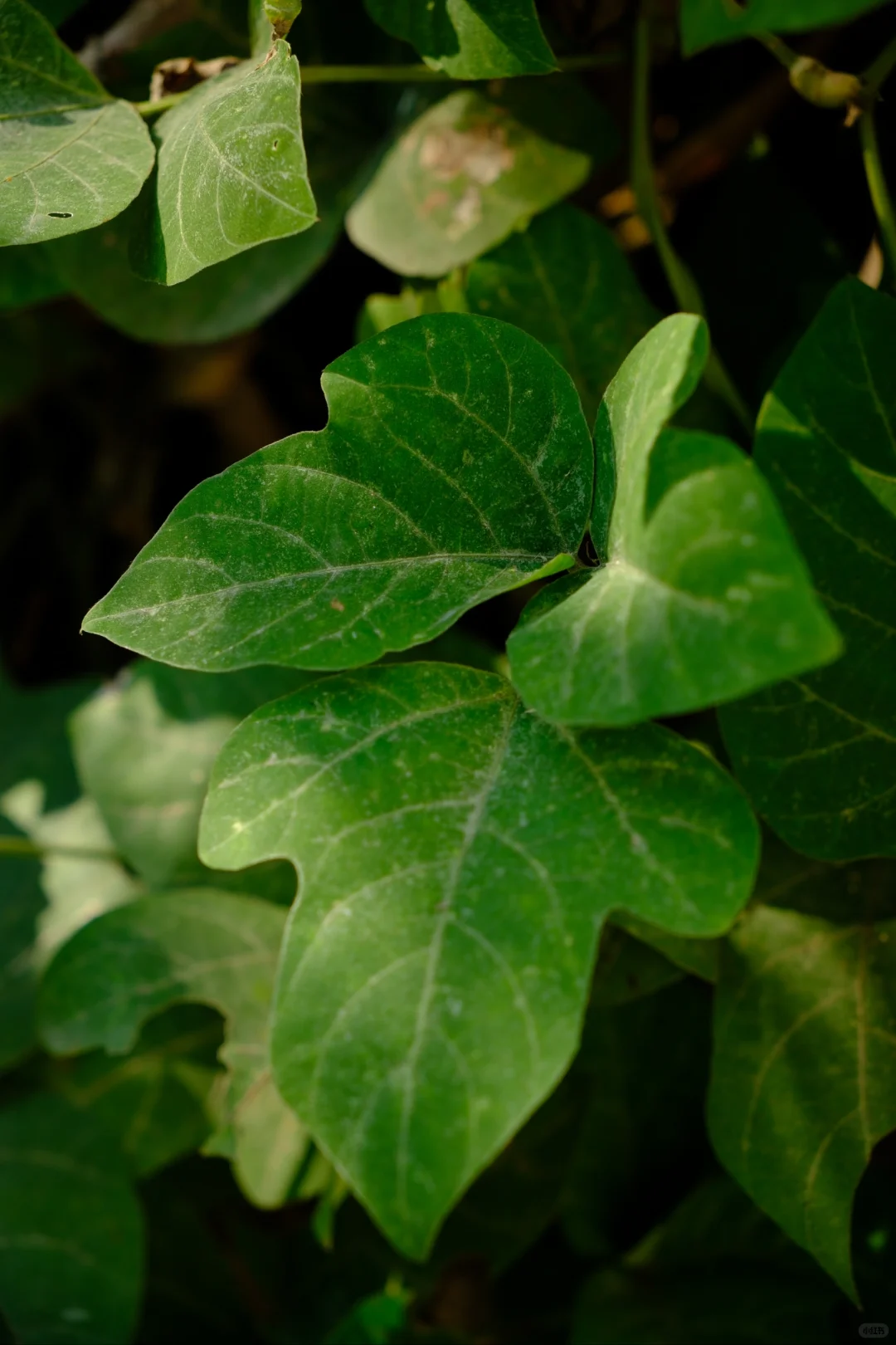 富士随拍｜菜园里的治愈色