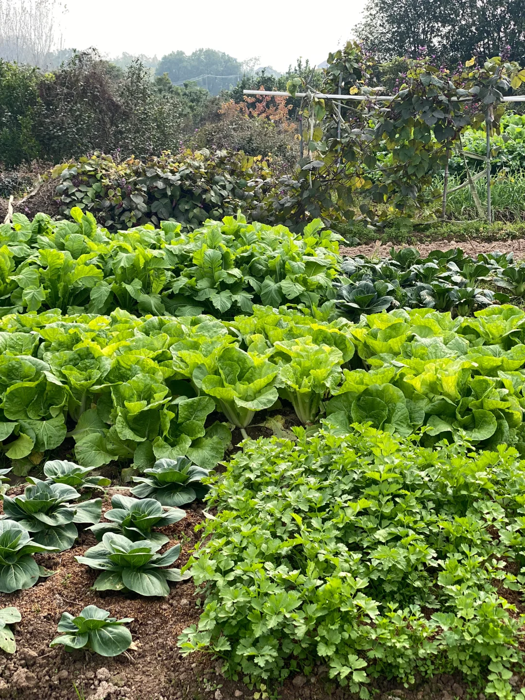 去田里买菜这件事太有情绪价值啦❤️☀️?