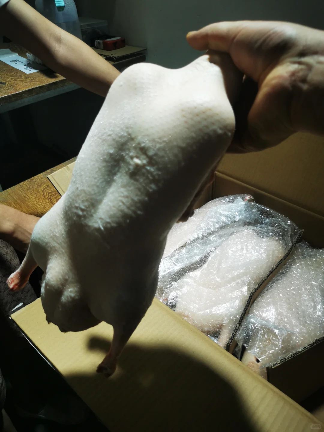 参观鸭胚生产源头