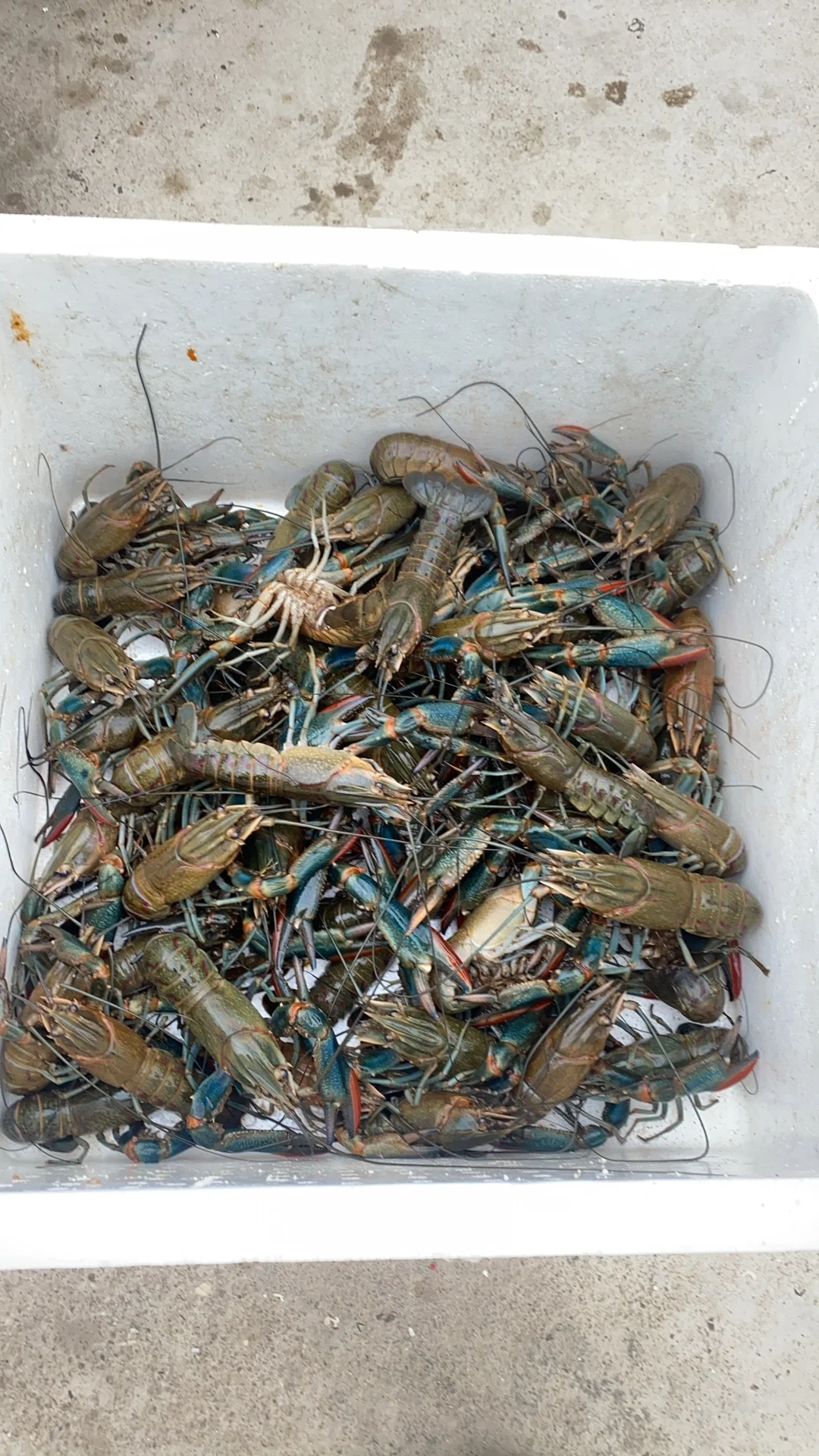 2025年水产养殖怎么样才能盈利?