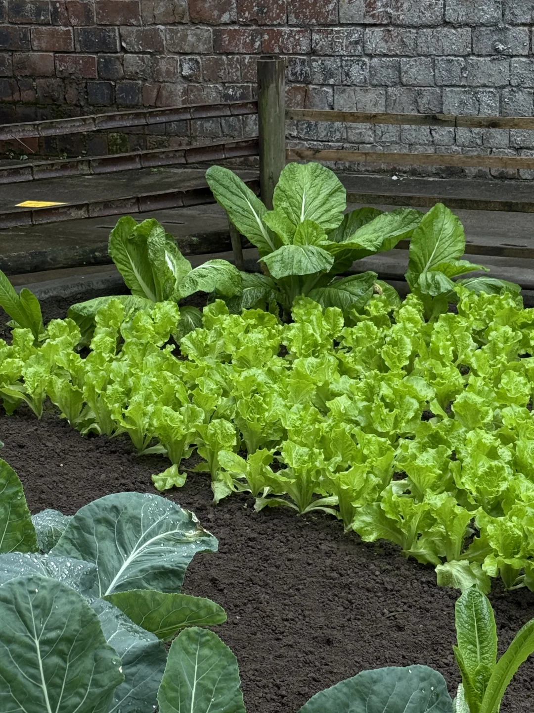 “天呐：永远没有一根杂草的菜地……”