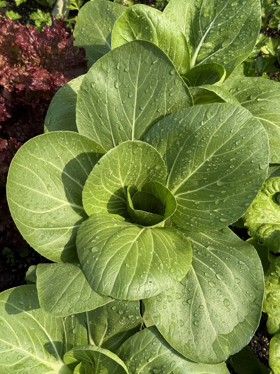 种菜之旅——两个多月的成果