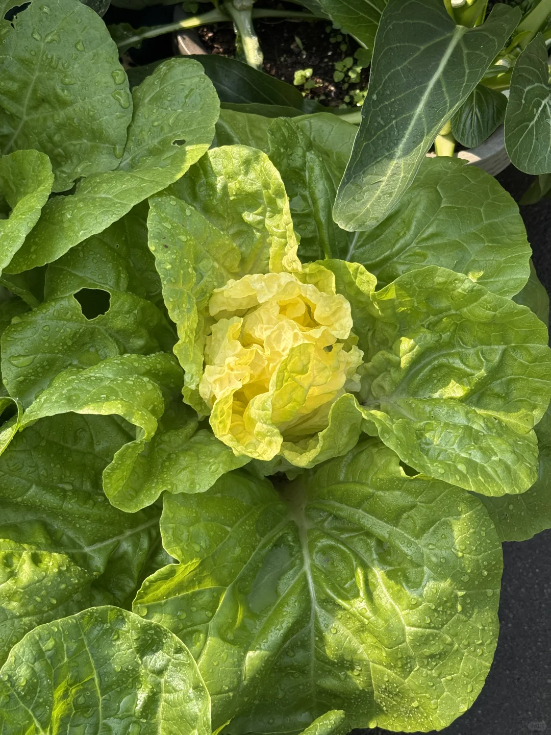 种菜之旅——两个多月的成果