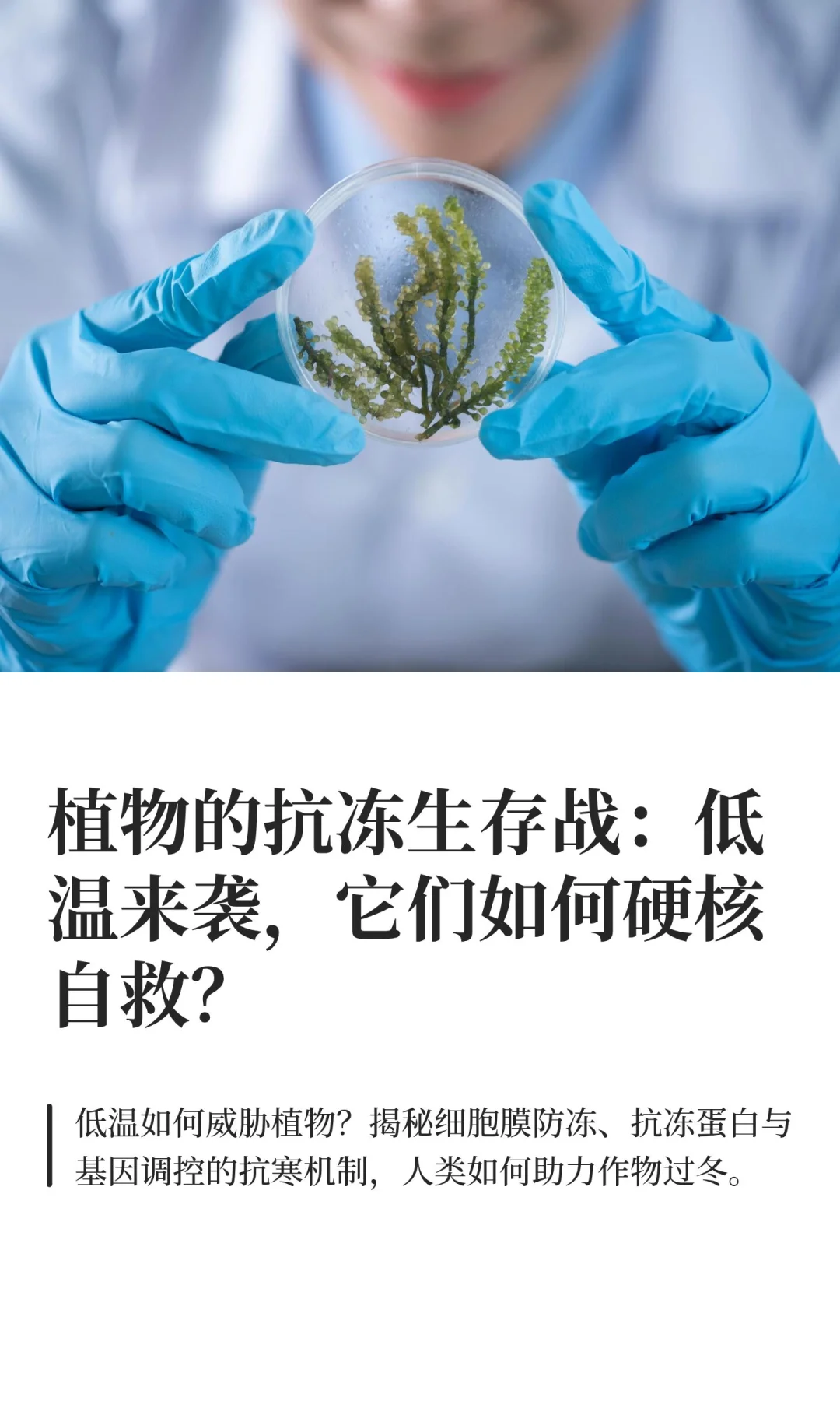 植物的抗冻生存战：低温来袭，它们如何硬核