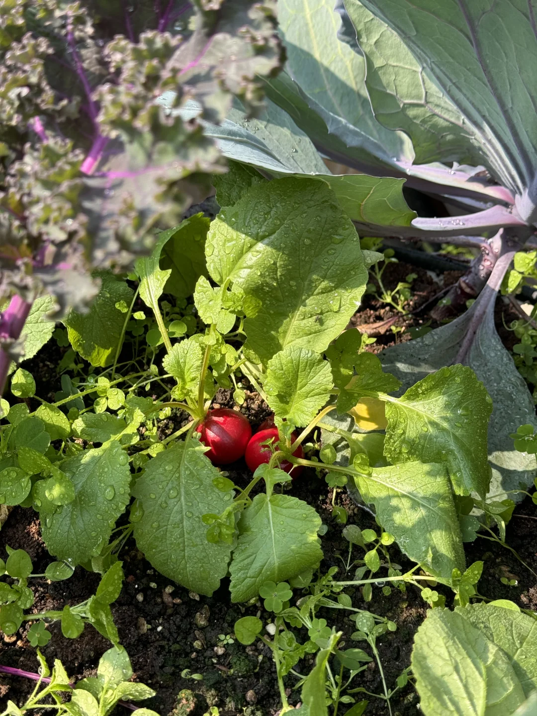 种菜之旅——两个多月的成果