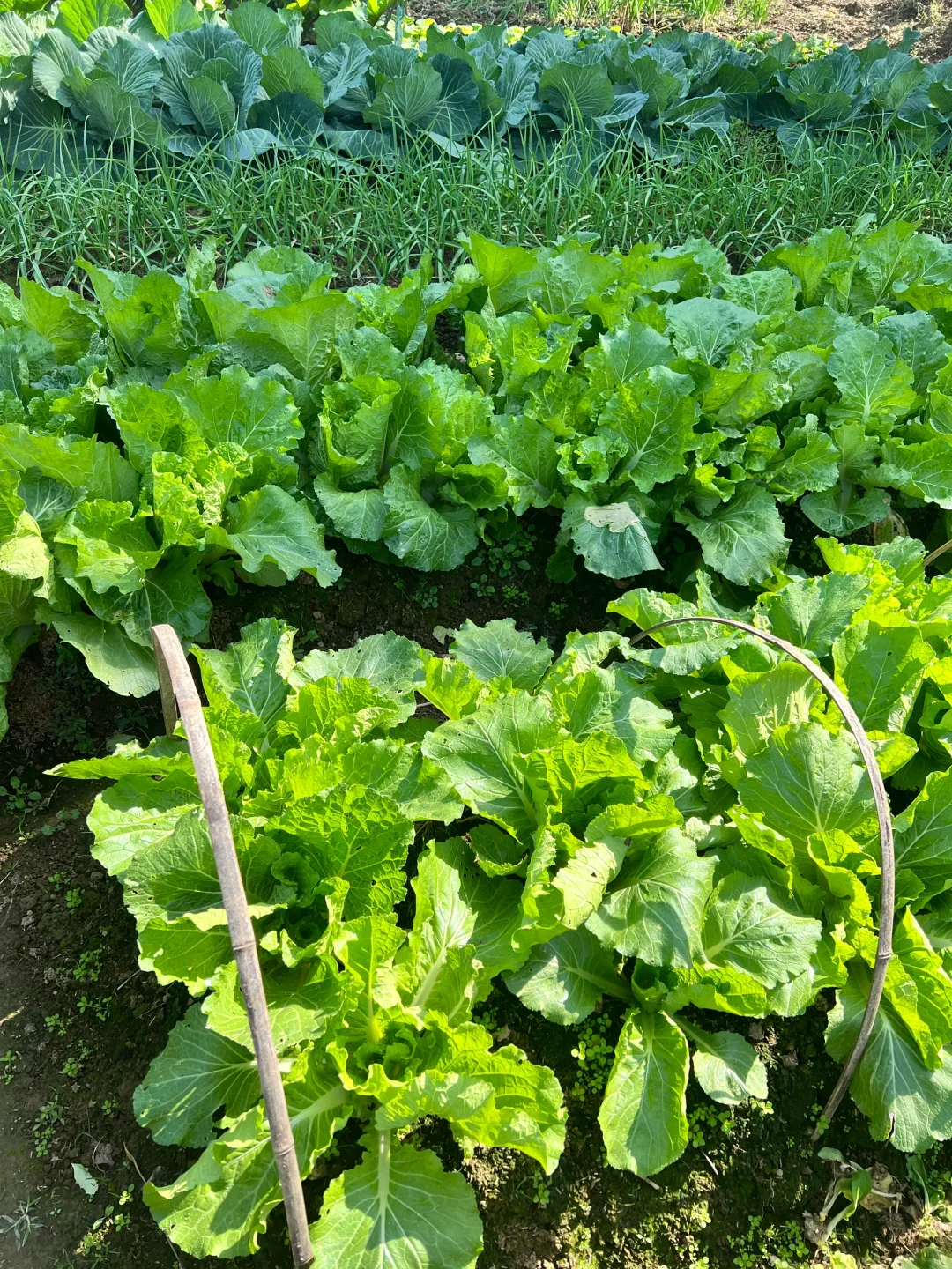 ?补上篇放不下图的冬季蔬菜?