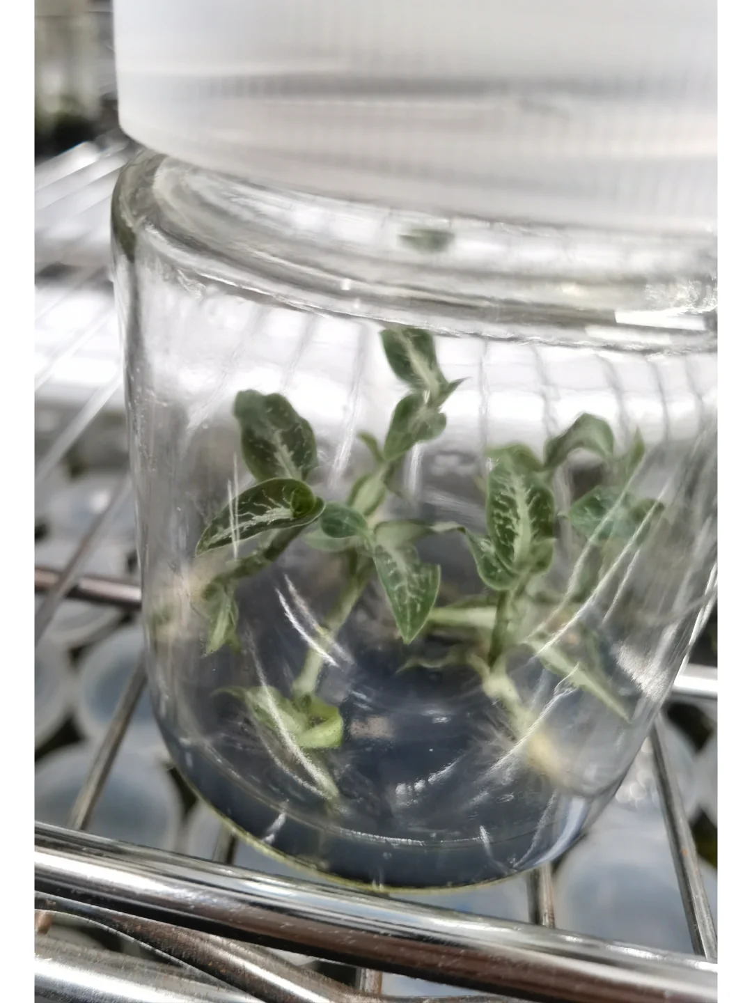 兰花里唯一观叶类型-宝石兰