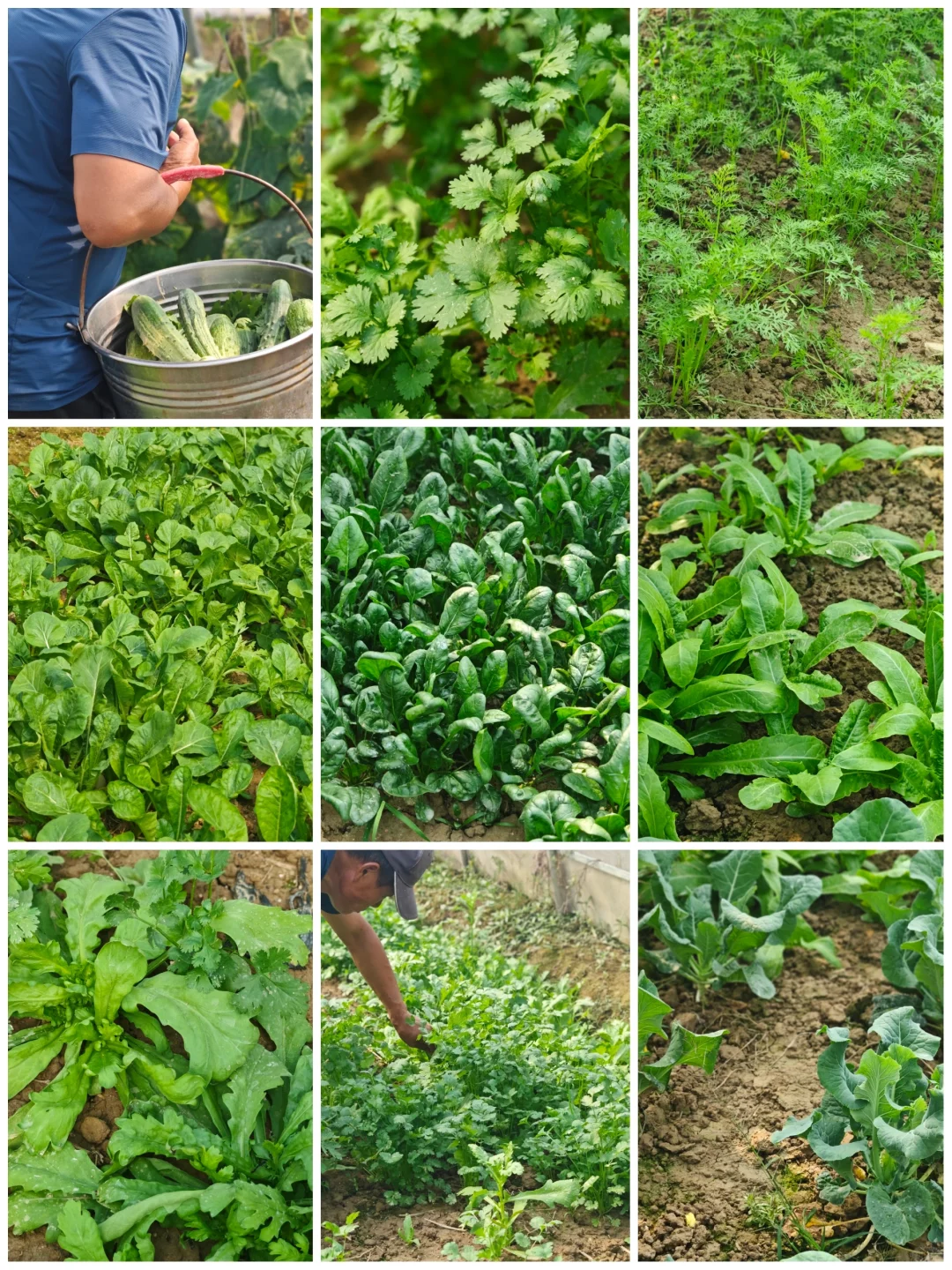 线上第一单！10斤蔬菜24元（不包邮）