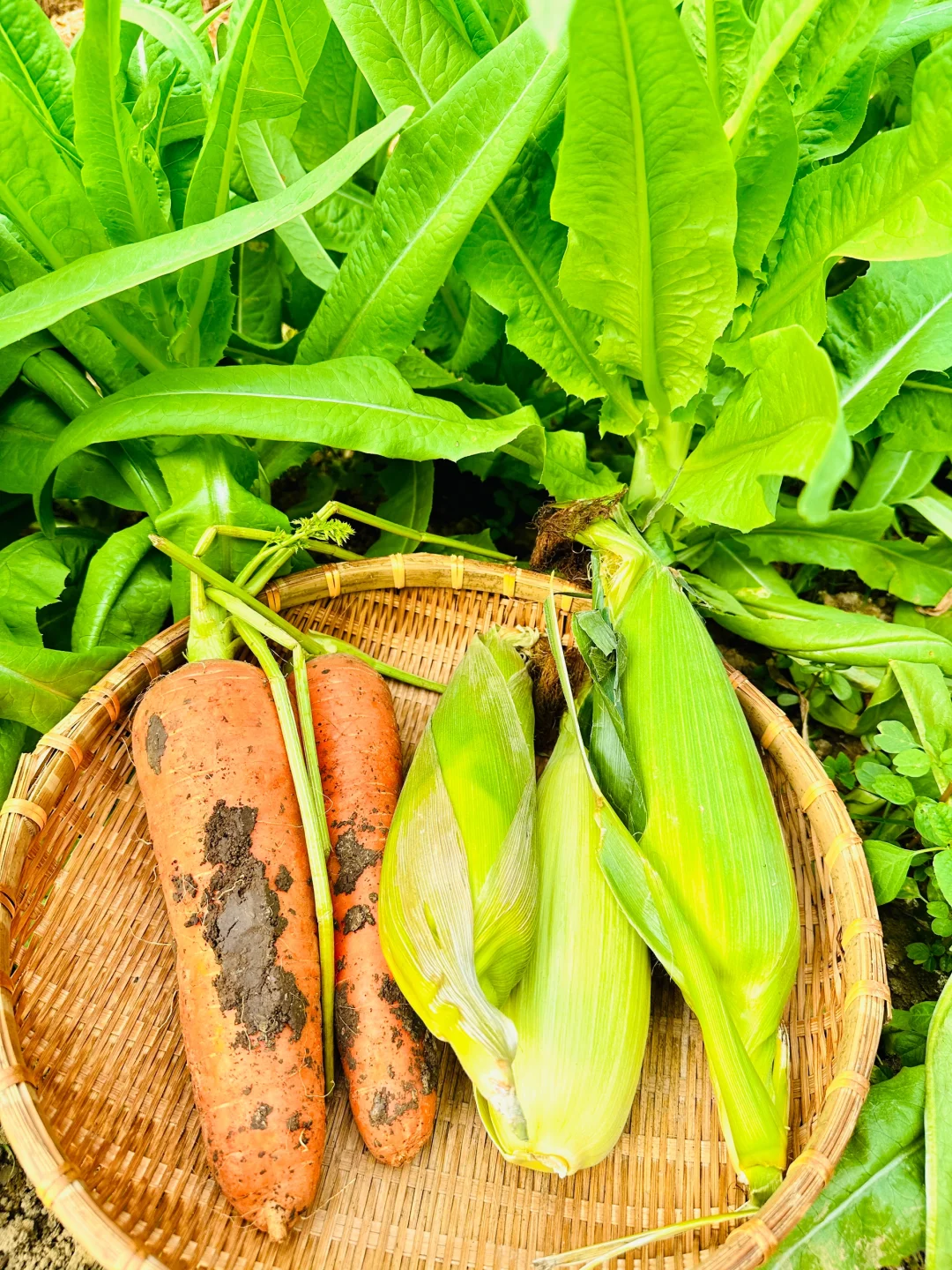 大自然的馈赠???????️