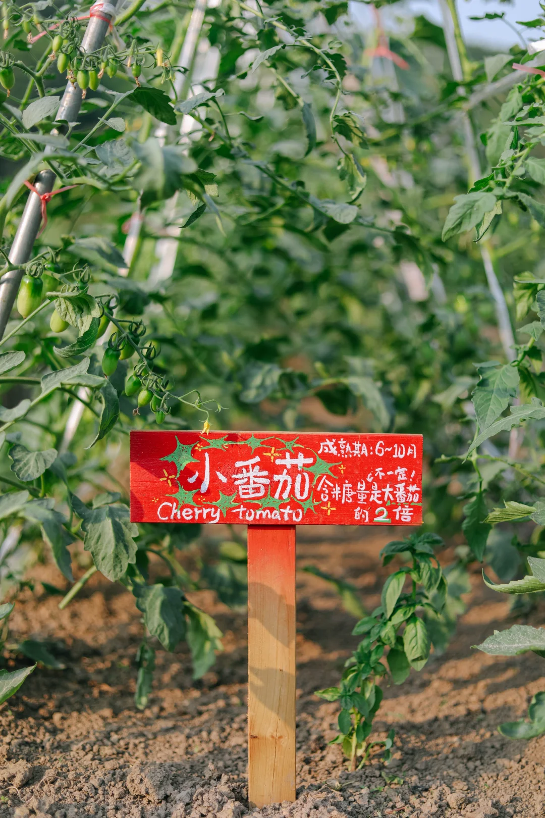 田野农｜给地里的蔬菜做了名牌！