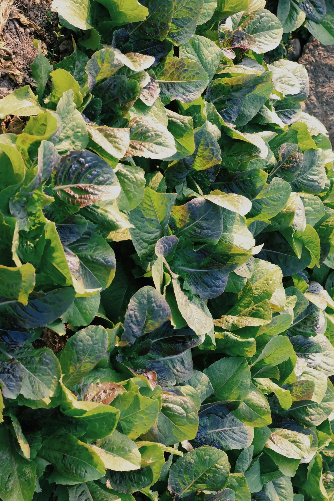 “15”「关于菜园治愈的文案」