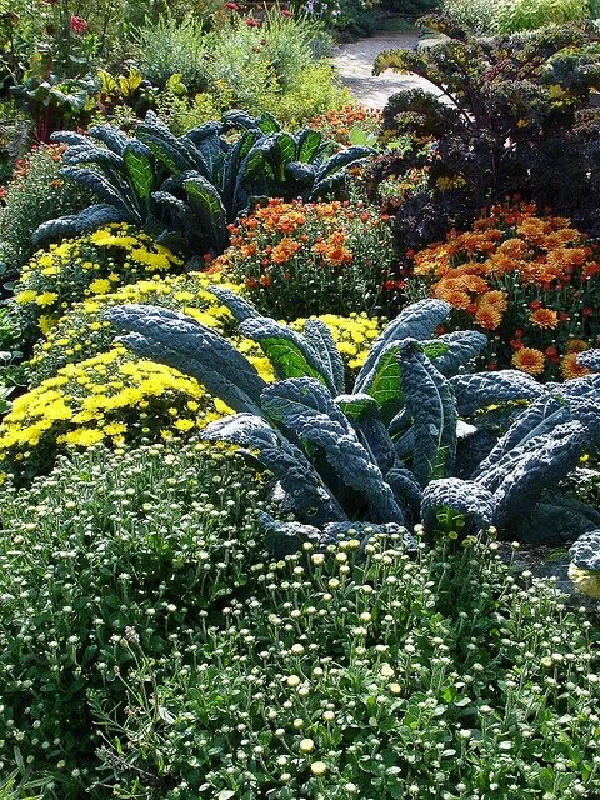 14个缤纷可食花园场景·蔬菜搭配美学
