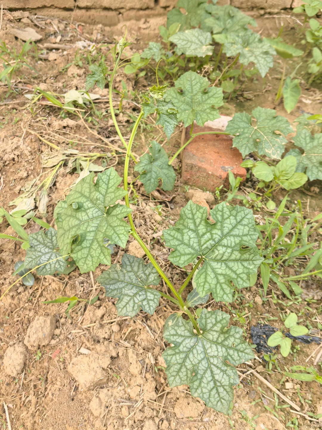 在线猜农作物蔬菜看你能闯到第几张