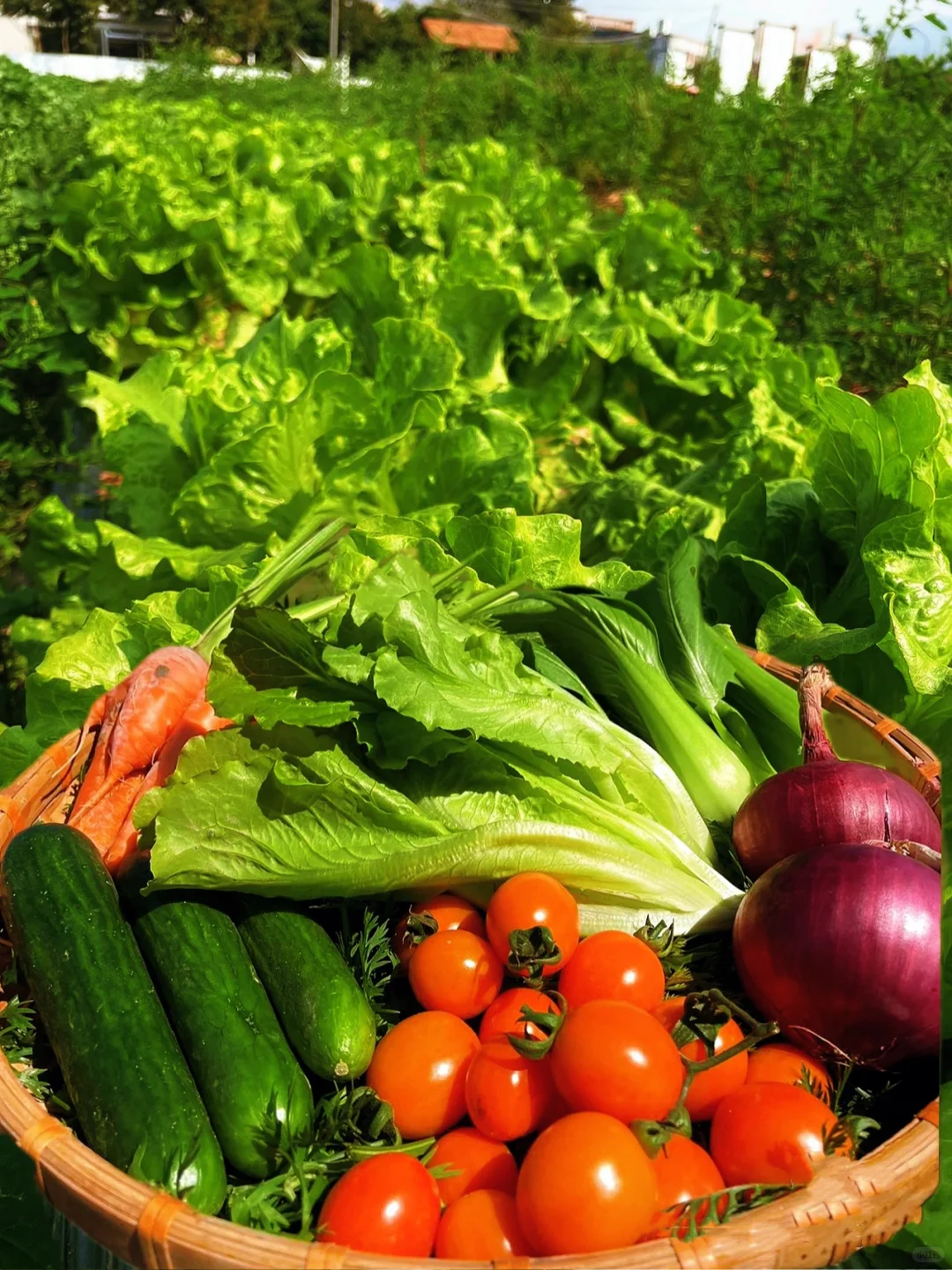 大自然的馈赠???????️