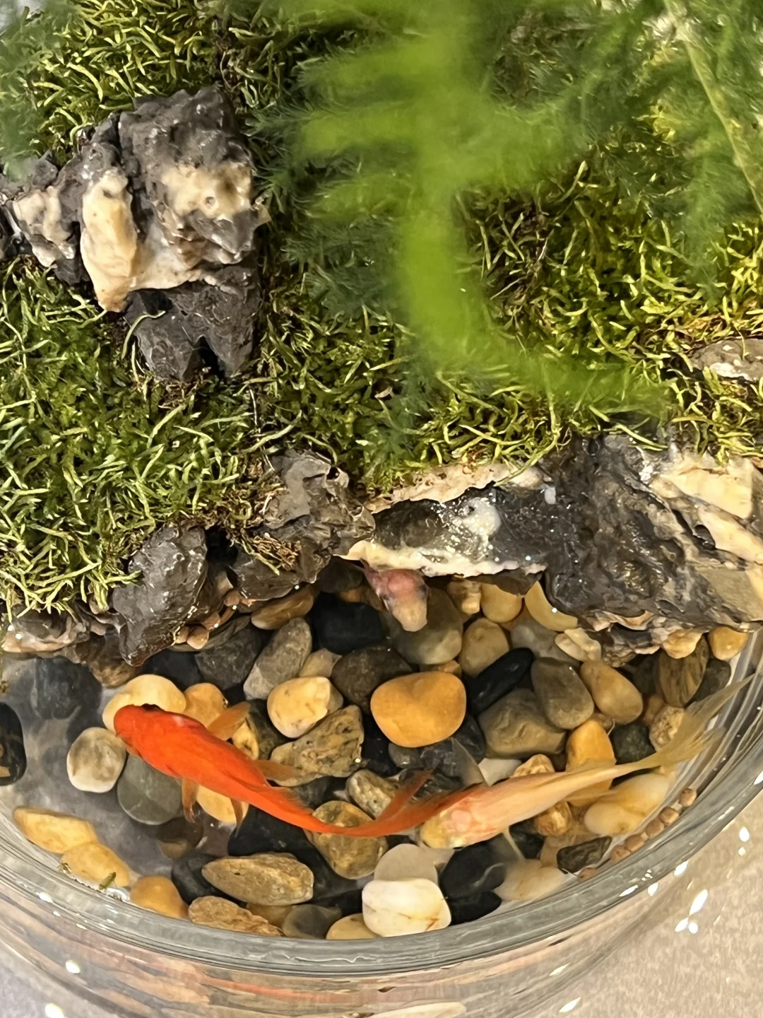 最近超级喜欢的桌面造景！?｜微景观