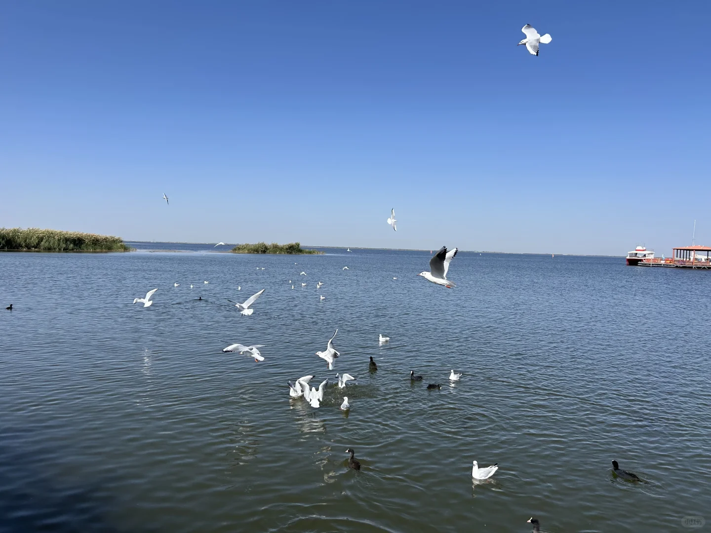 乌梁素海（内蒙·巴彦淖尔·乌拉特前旗）