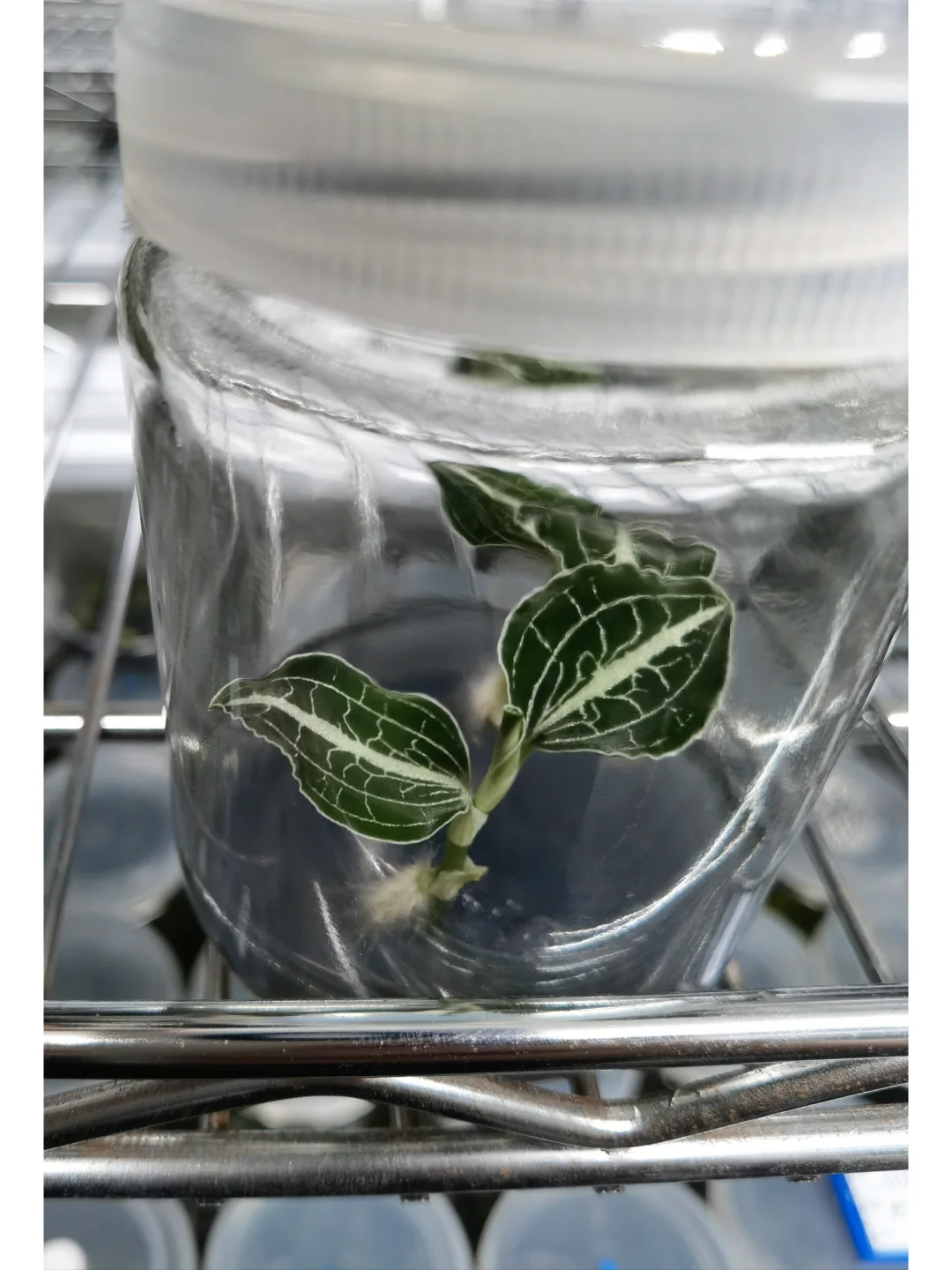 兰花里唯一观叶类型-宝石兰