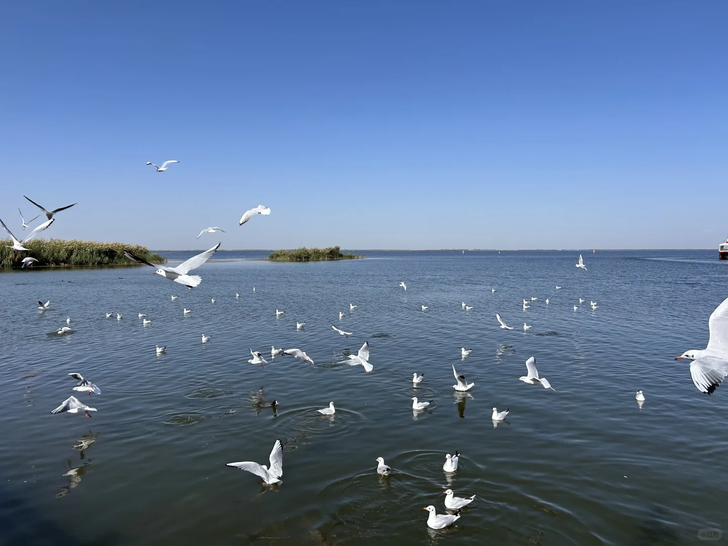 乌梁素海（内蒙·巴彦淖尔·乌拉特前旗）