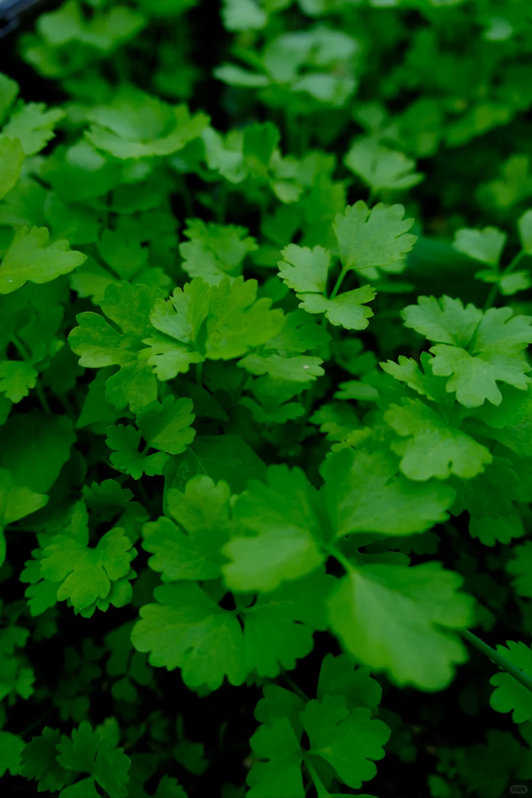 富士随拍｜菜园里的治愈色