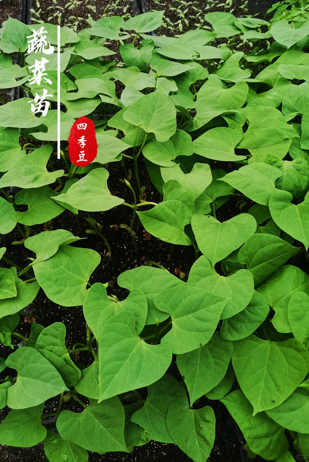 蔬菜苗合集，蔬菜种子播种十天后的样子！