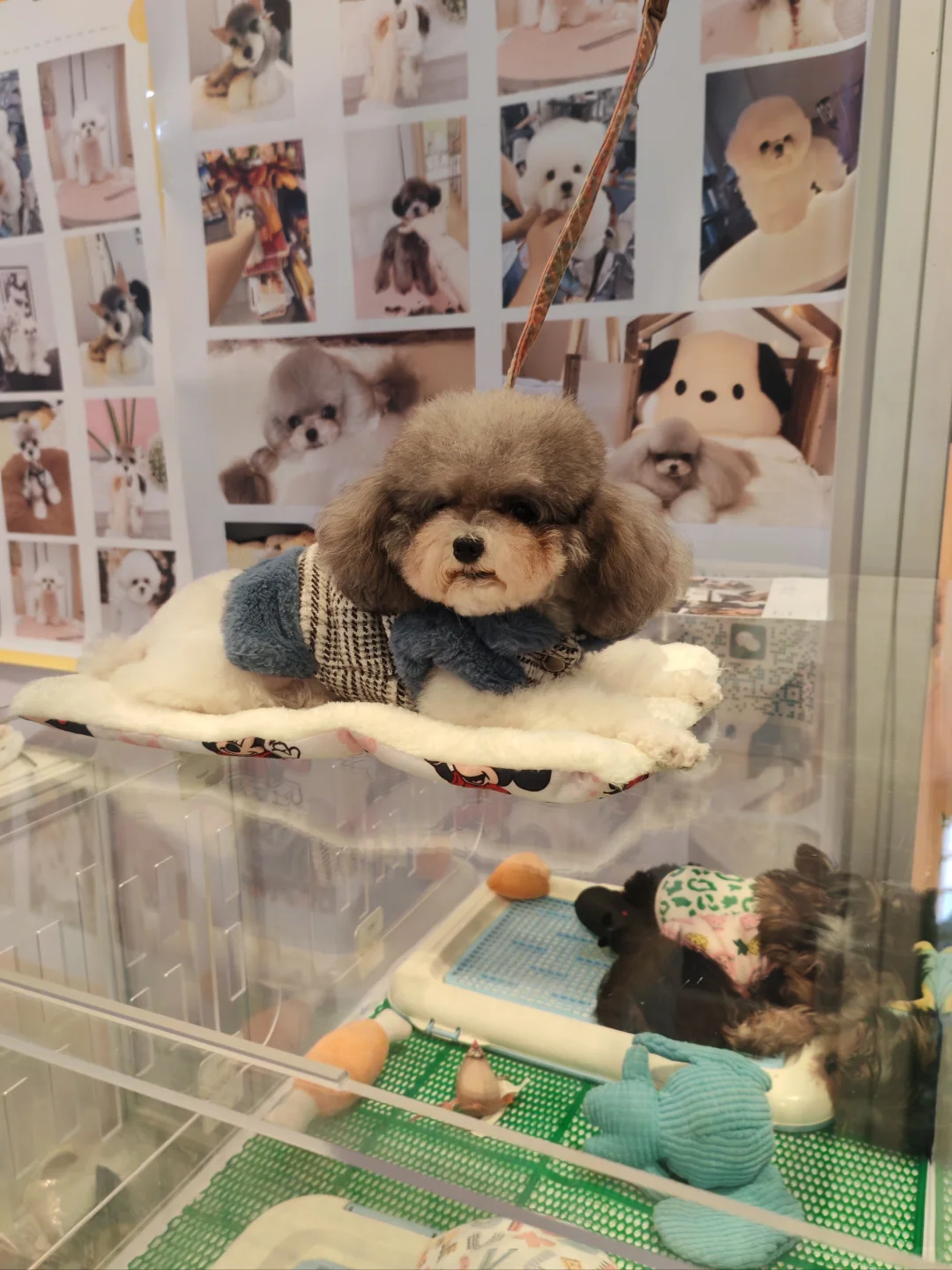 当农产品展遇见趣宠展怎么能不去薅羊毛