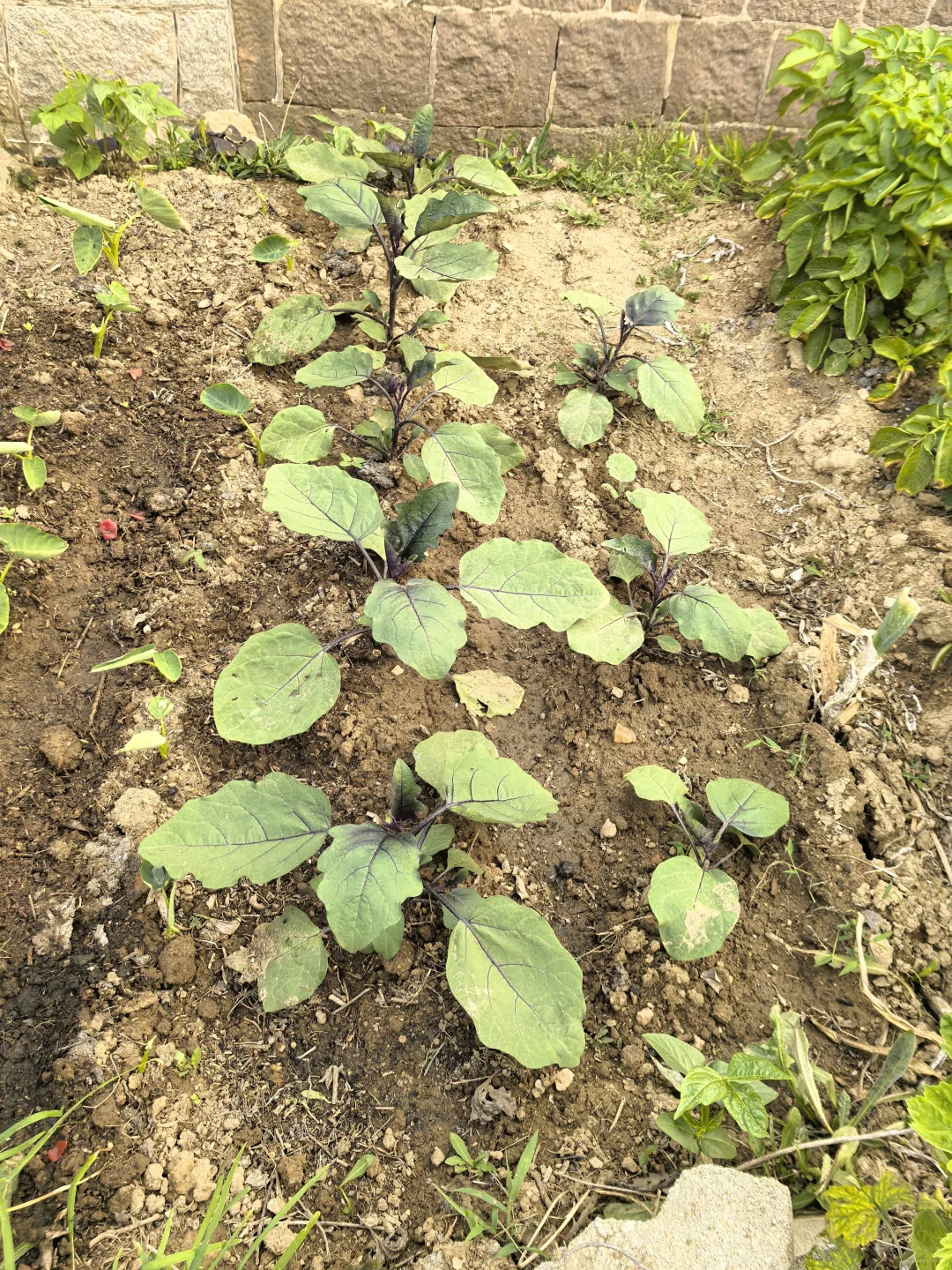 在线猜农作物蔬菜看你能闯到第几张