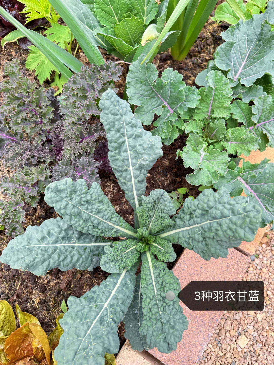 刷到什么学什么吧，教你认菜?