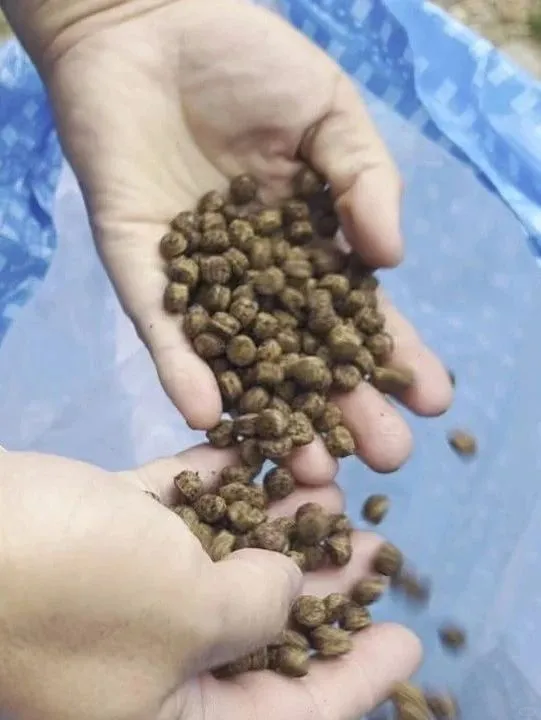 25亩草鱼塘连年赚！无抗无病，拌料秘方公开