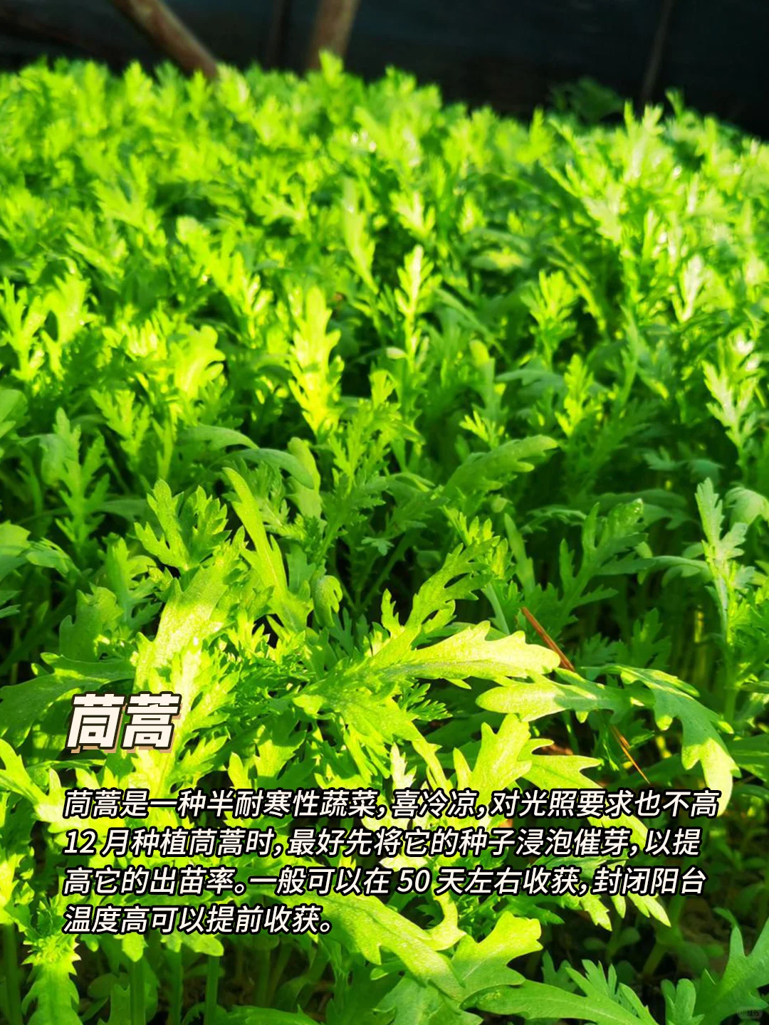 12月种什么菜?9种耐寒蔬菜，好吃又好种