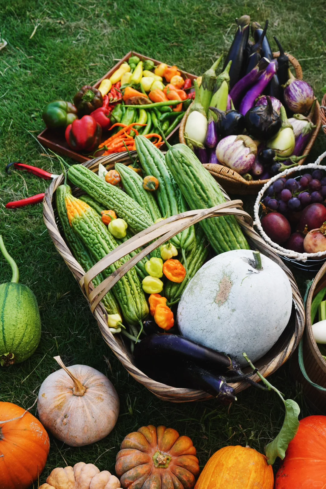 夏季的菜园就是最好的调色盘?