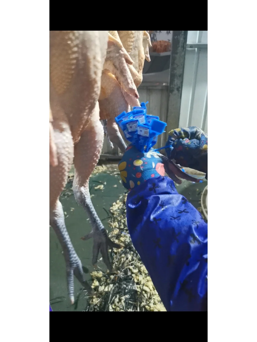 欢迎参观马杨屠宰厂,欢迎采购滇哥鸡!