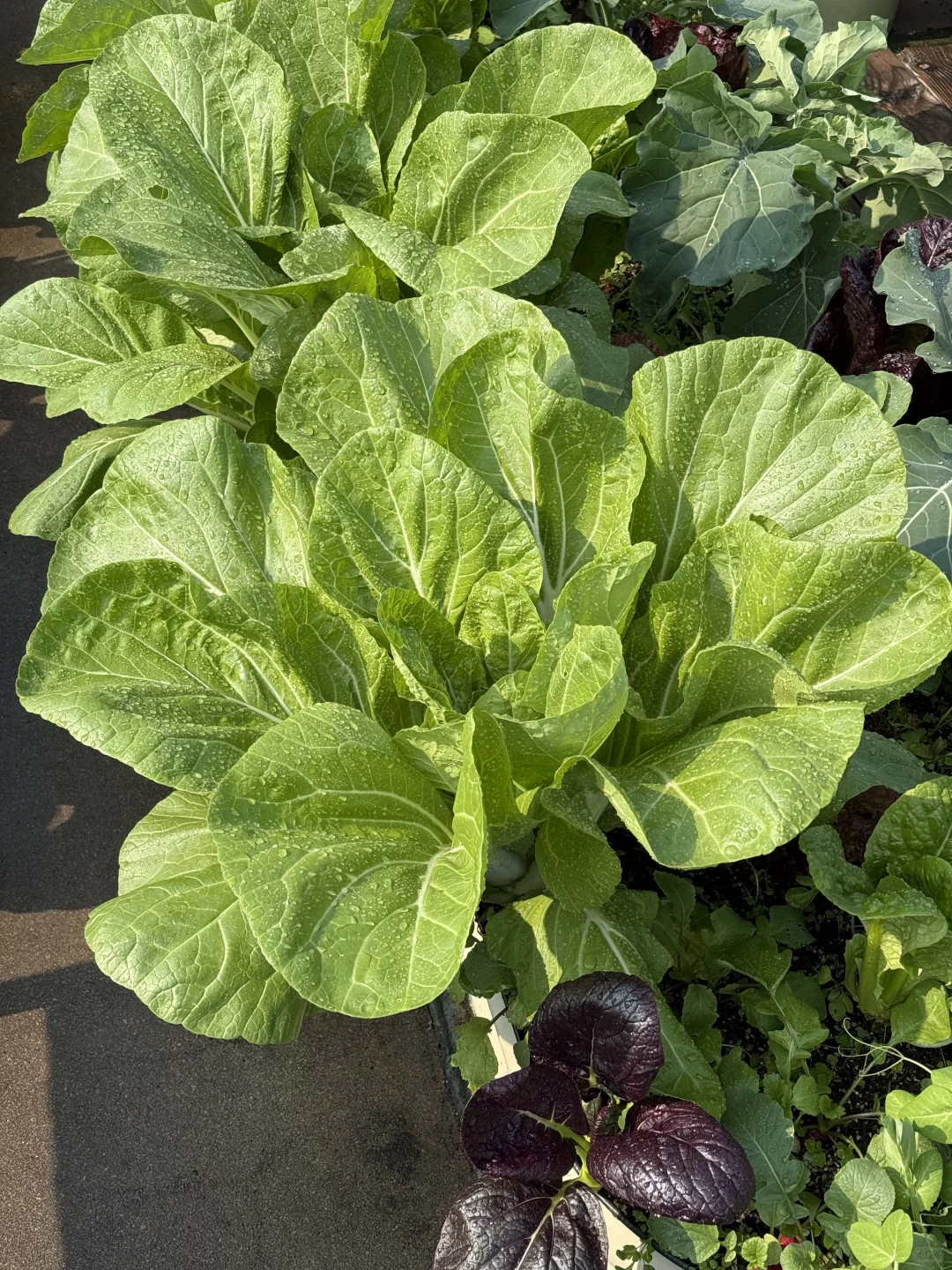 种菜之旅——两个多月的成果