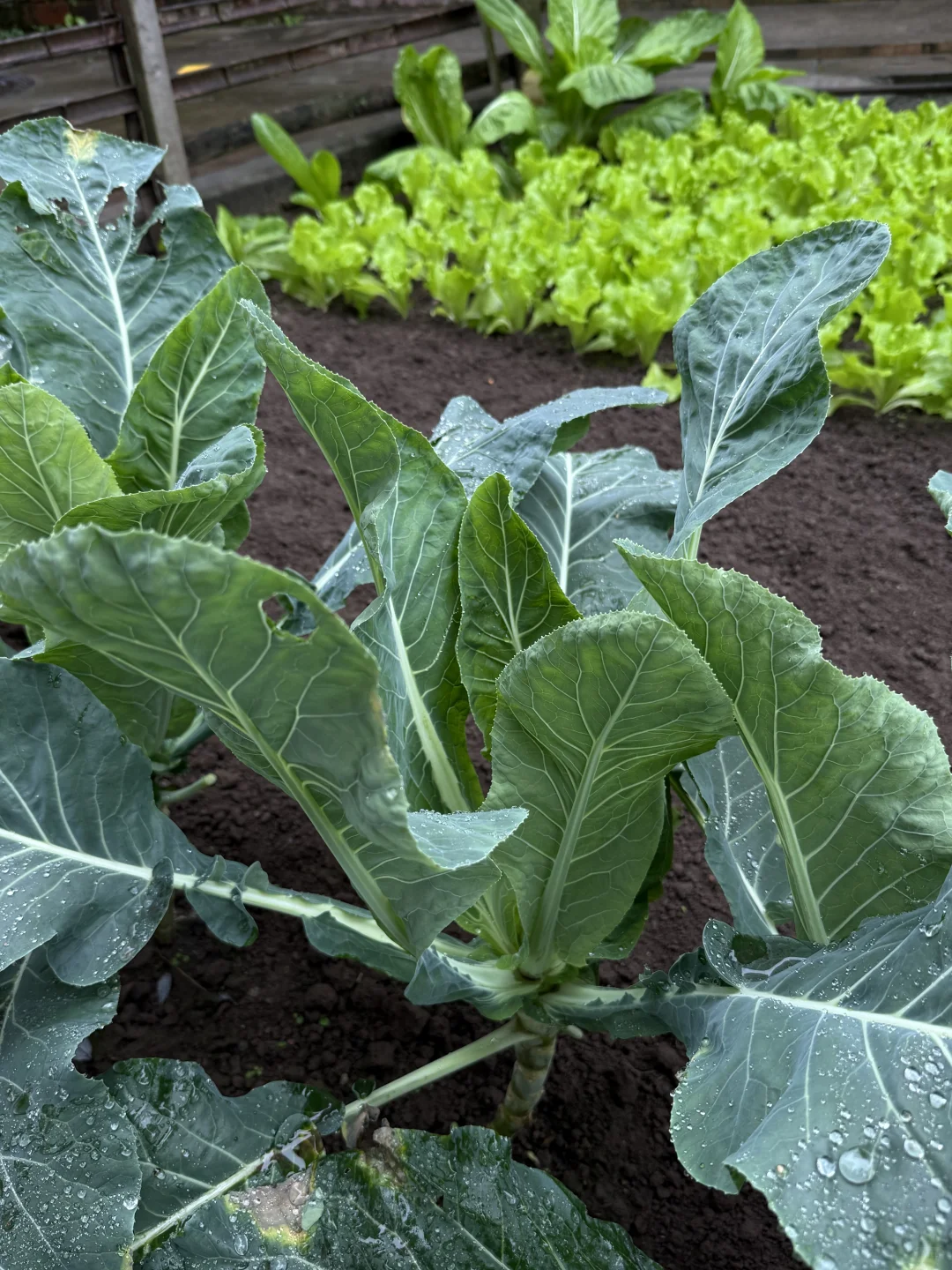 “天呐：永远没有一根杂草的菜地……”