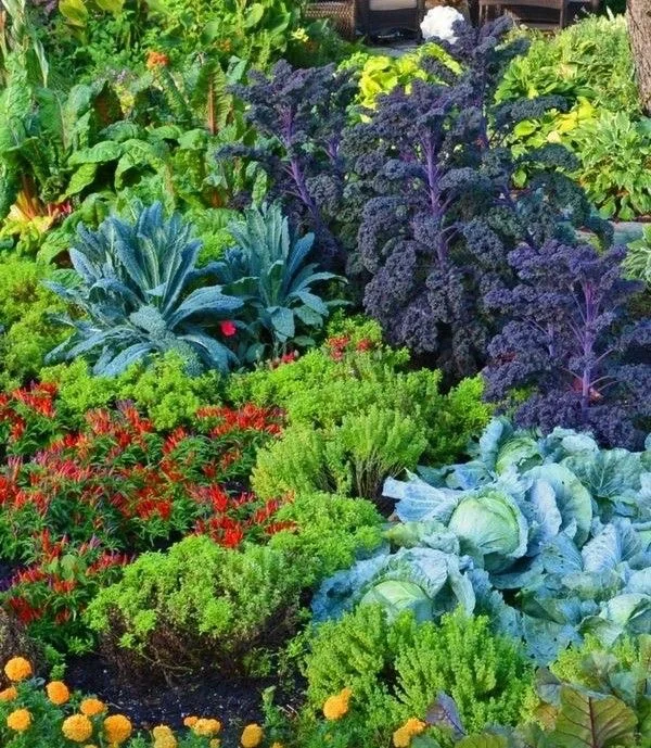 14个缤纷可食花园场景·蔬菜搭配美学