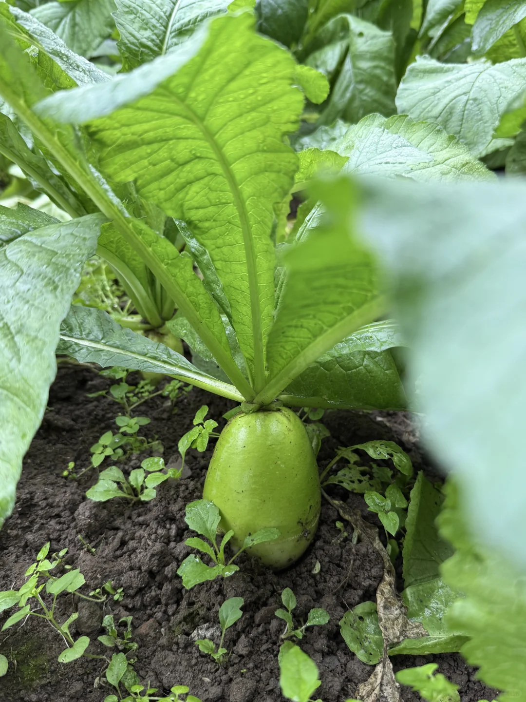 “天呐：永远没有一根杂草的菜地……”