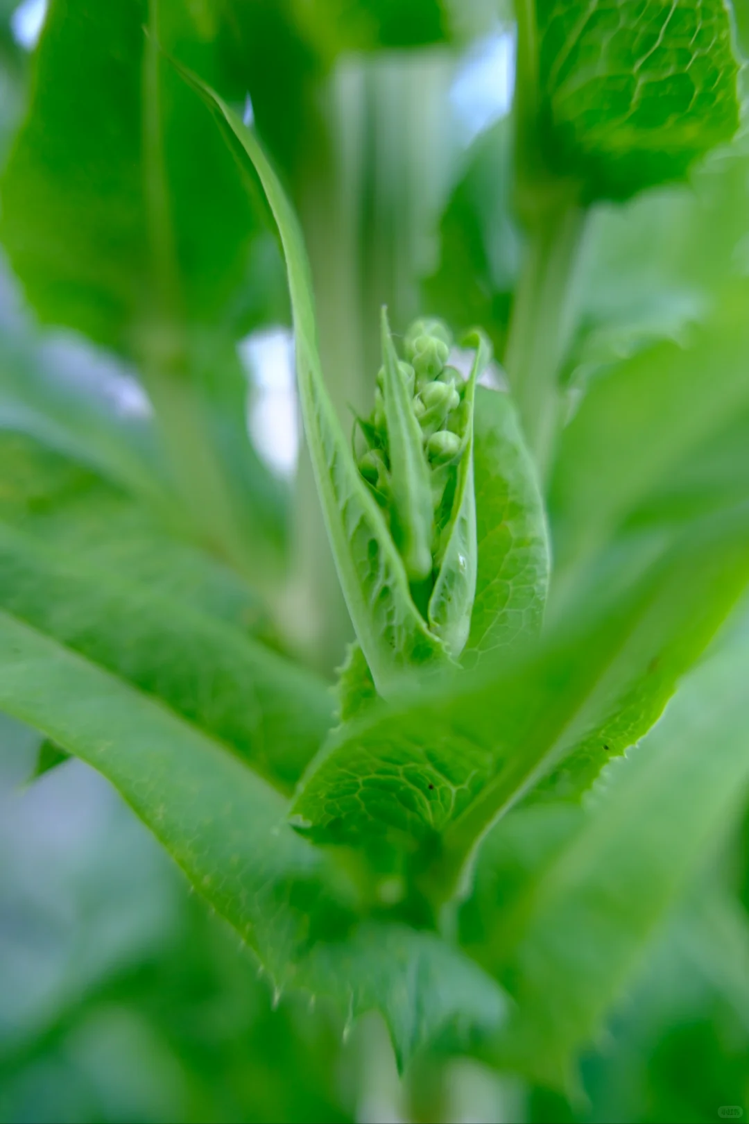富士随拍｜菜园里的治愈色