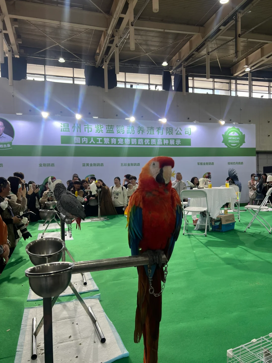 带你薅羊毛-想来南京世宠会的看这里