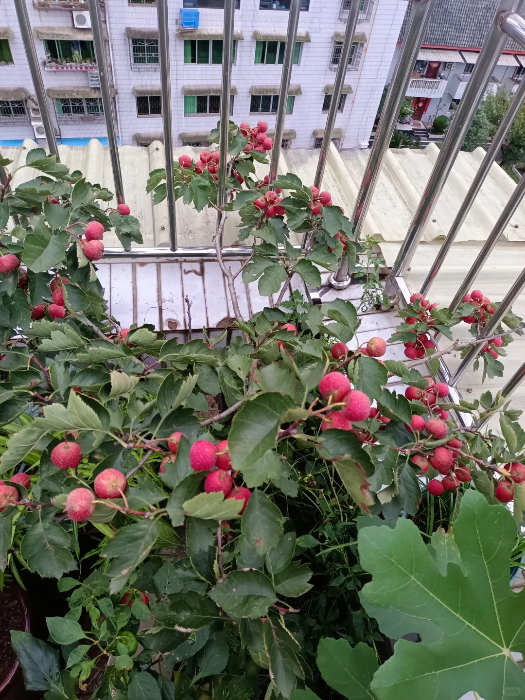 属于自己的小自然世界～我的楼顶果园