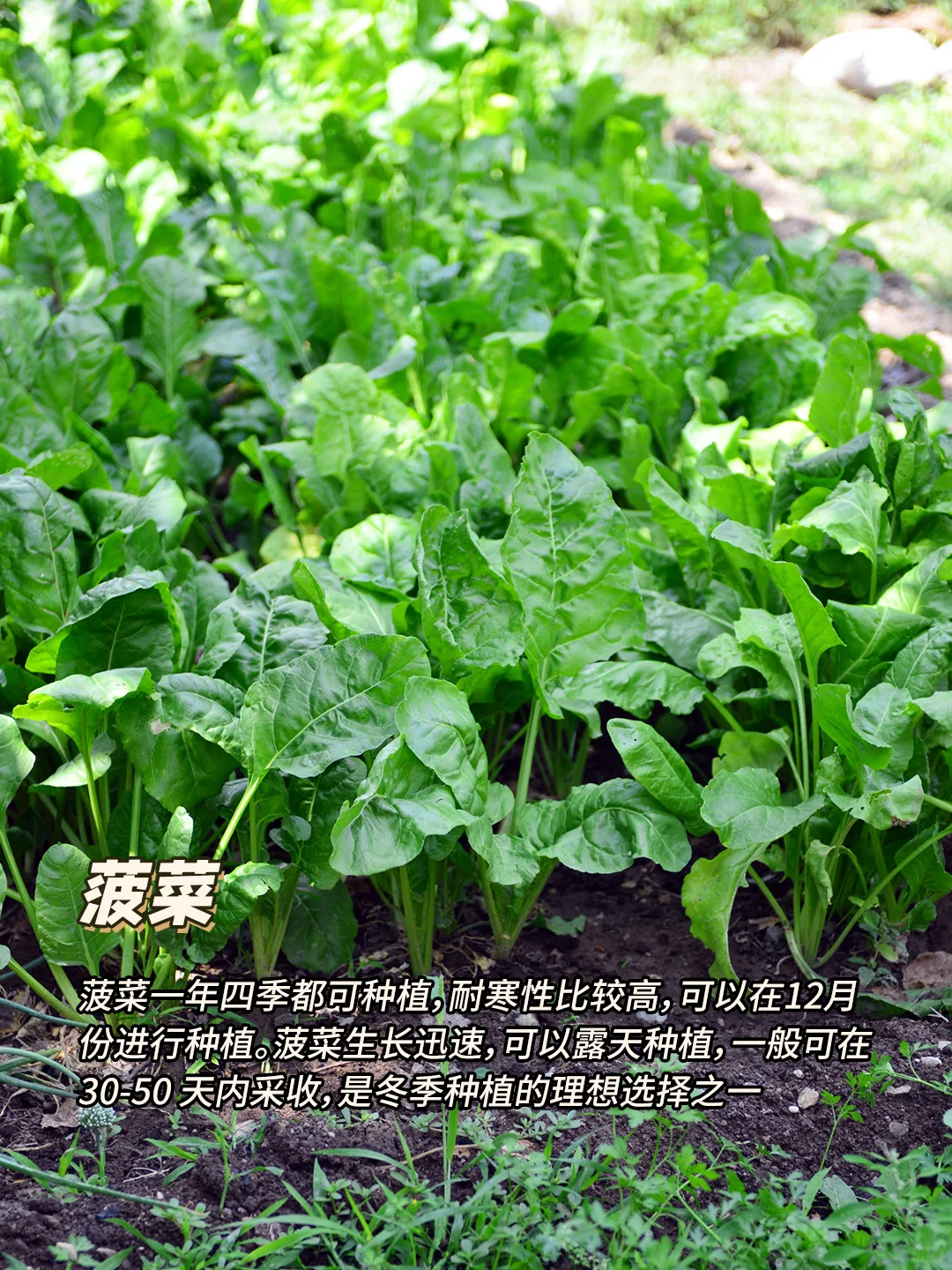 12月种什么菜?9种耐寒蔬菜，好吃又好种