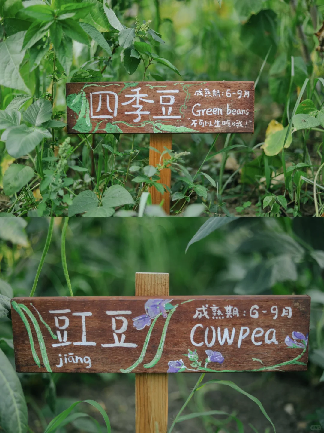 田野农｜给地里的蔬菜做了名牌！