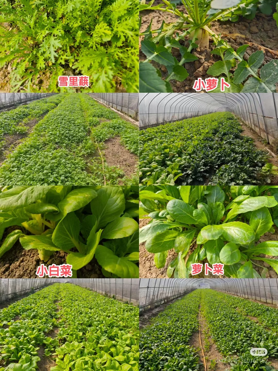 线上第一单！10斤蔬菜24元（不包邮）