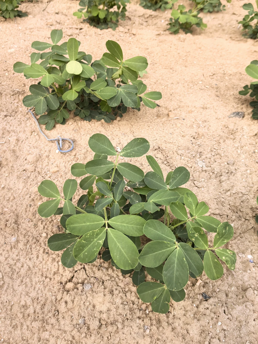 在线猜农作物蔬菜看你能闯到第几张