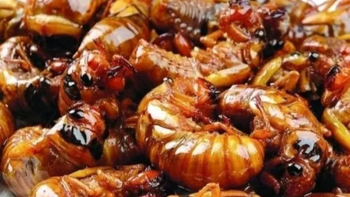 济南一村庄养知了猴预计年收入340万