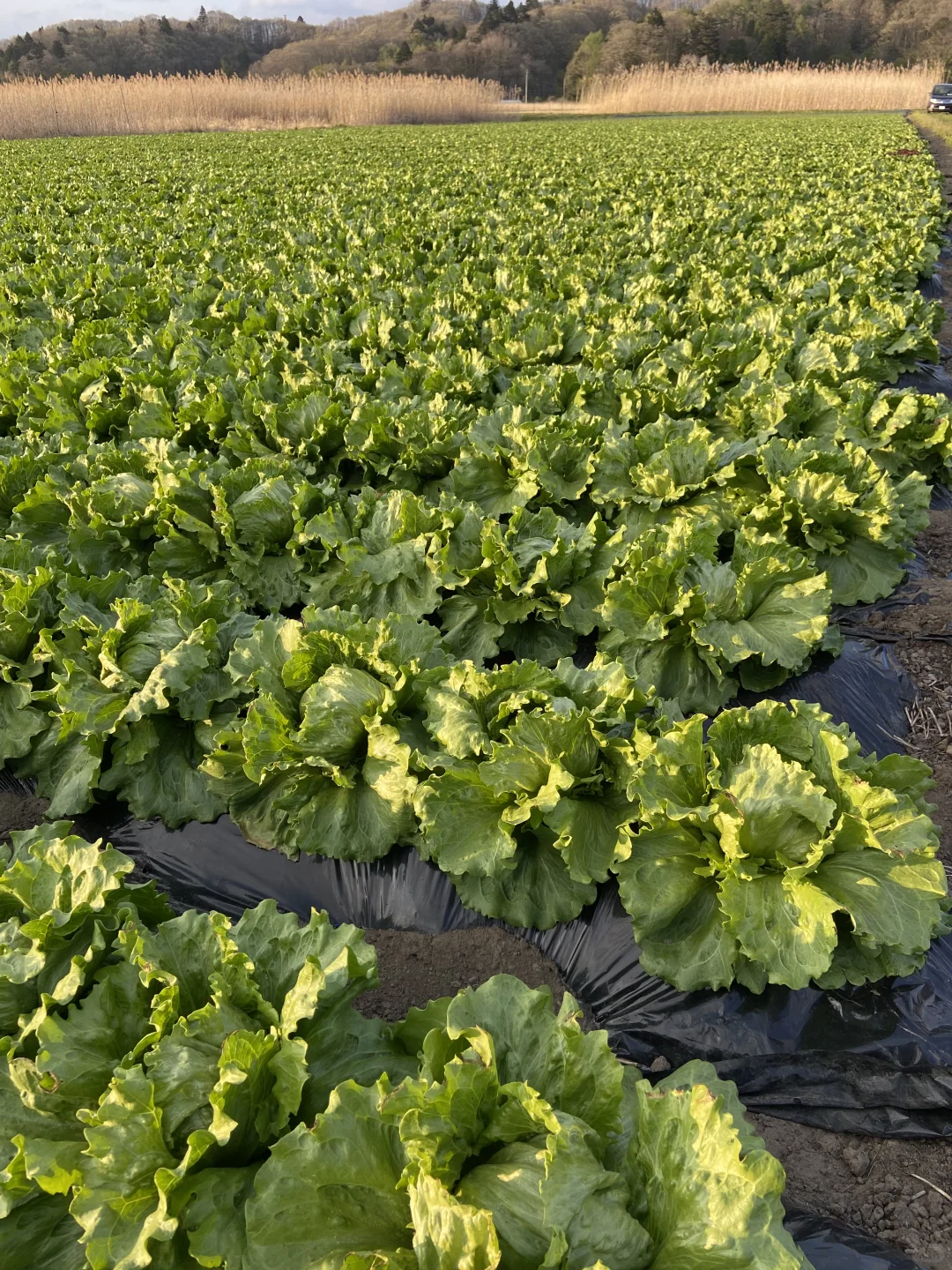 是谁的生菜都这么好看呀???