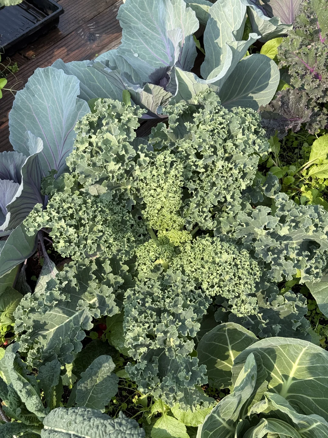 种菜之旅——两个多月的成果